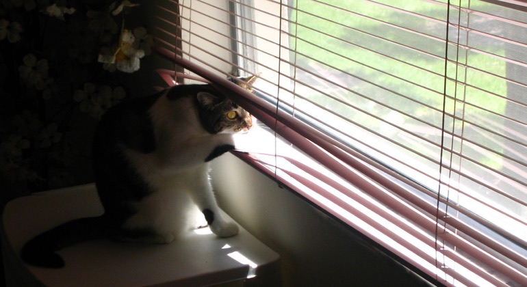 Cat looking through aluminum blinds in Cincinnati.